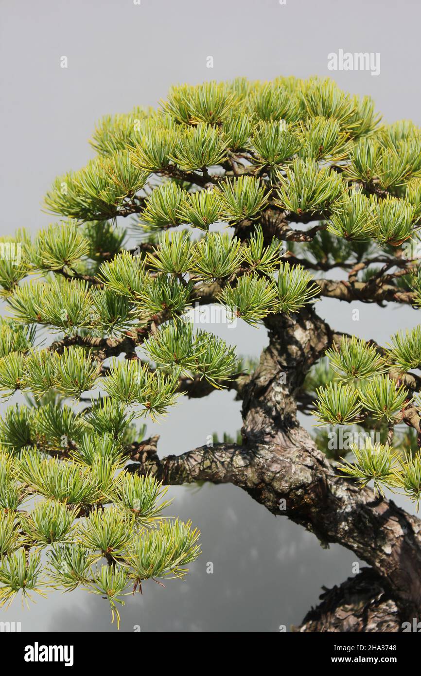 Bonsai tree growing in the bright sun Stock Photo Alamy