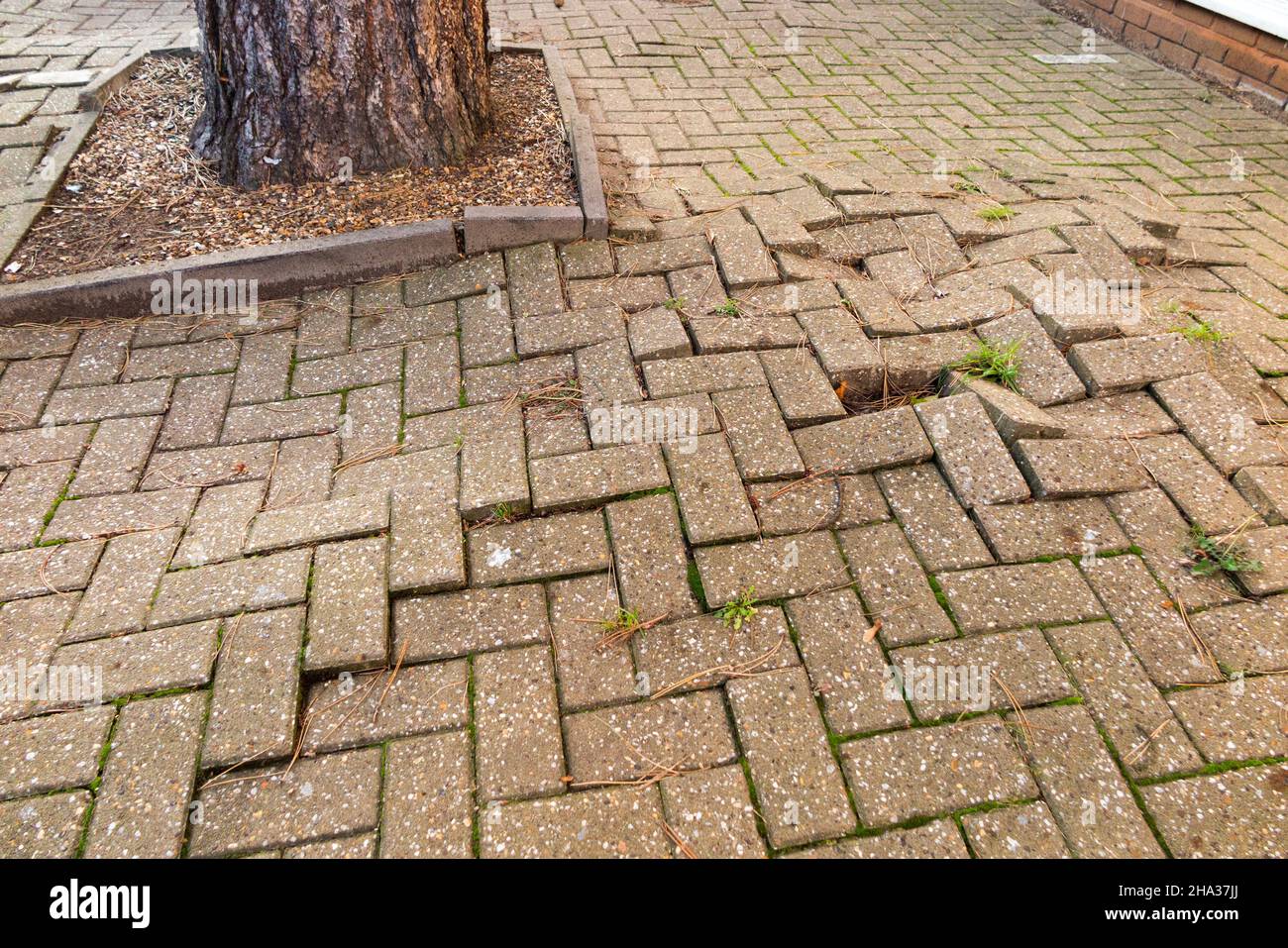 Growing large roots from a tree cause brick paviers, which are walking surface to pedestrians on the pavement to cars to park on, to move and lift out of the ground creating uneven and hazardous trip hazard. London. UK. (127) Stock Photo