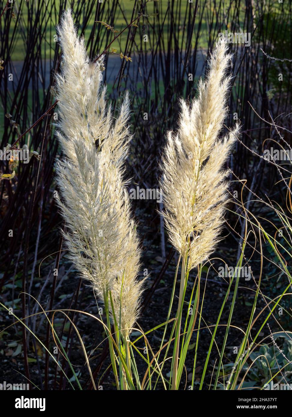 Feathery Flowers Hi-res Stock Photography And Images Alamy | Feather Flower  Plant | kuivoja.ee