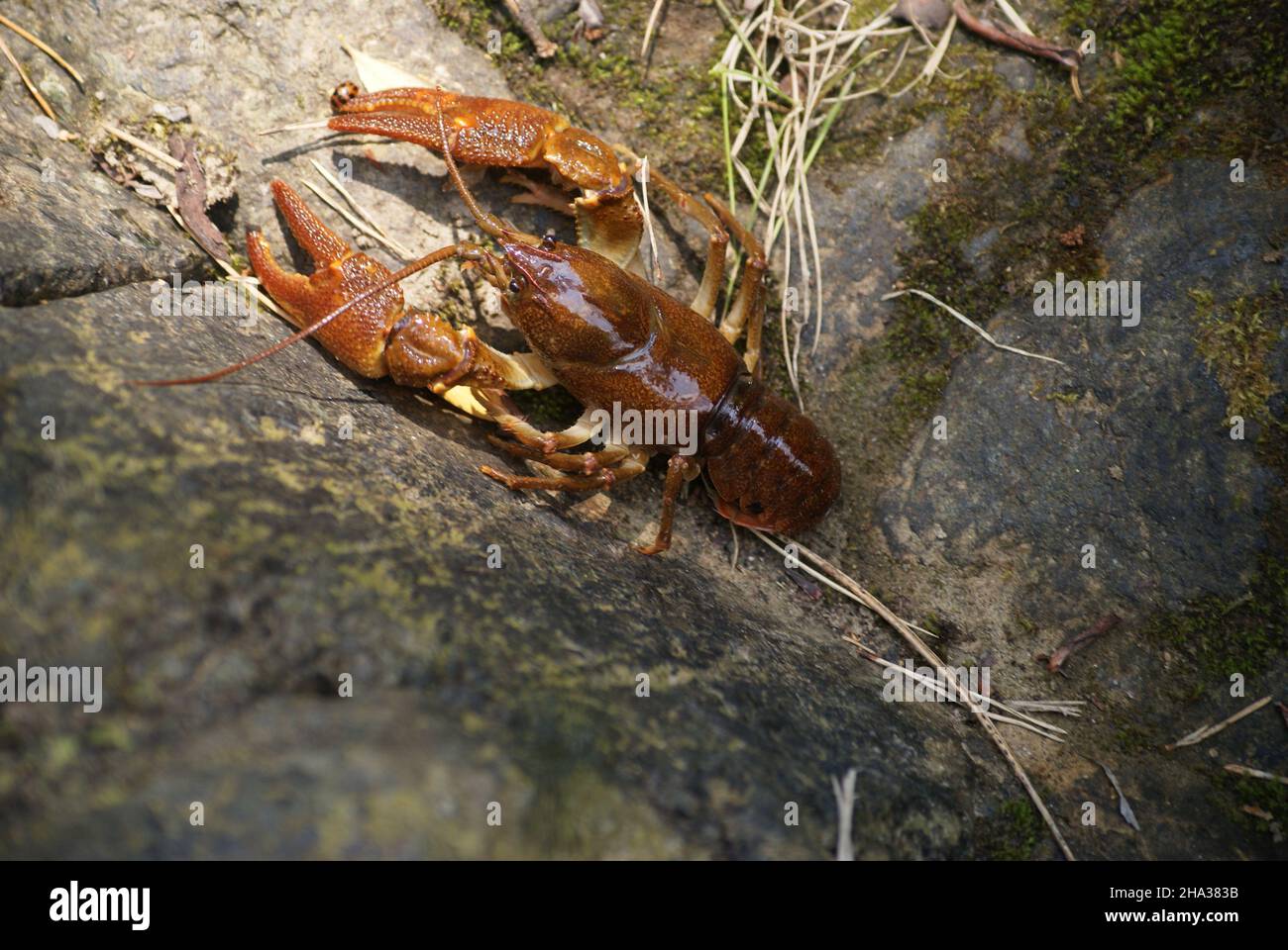 Crawfish Shell On Rocks Crayfish habitat hi-res stock photography and images - Alamy