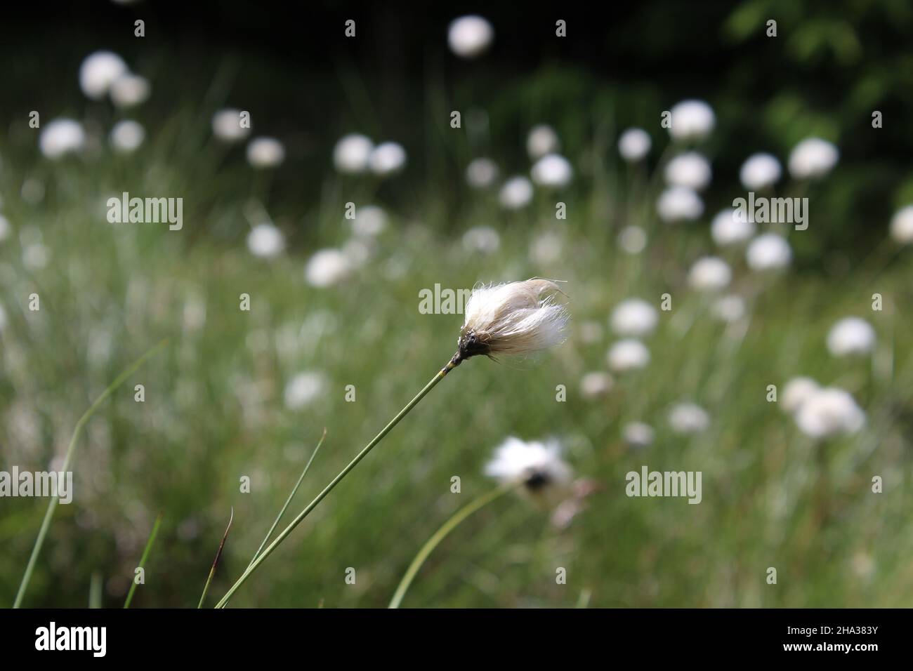 Close up of bog cotton atop a mountain with a blurred background Stock Photo