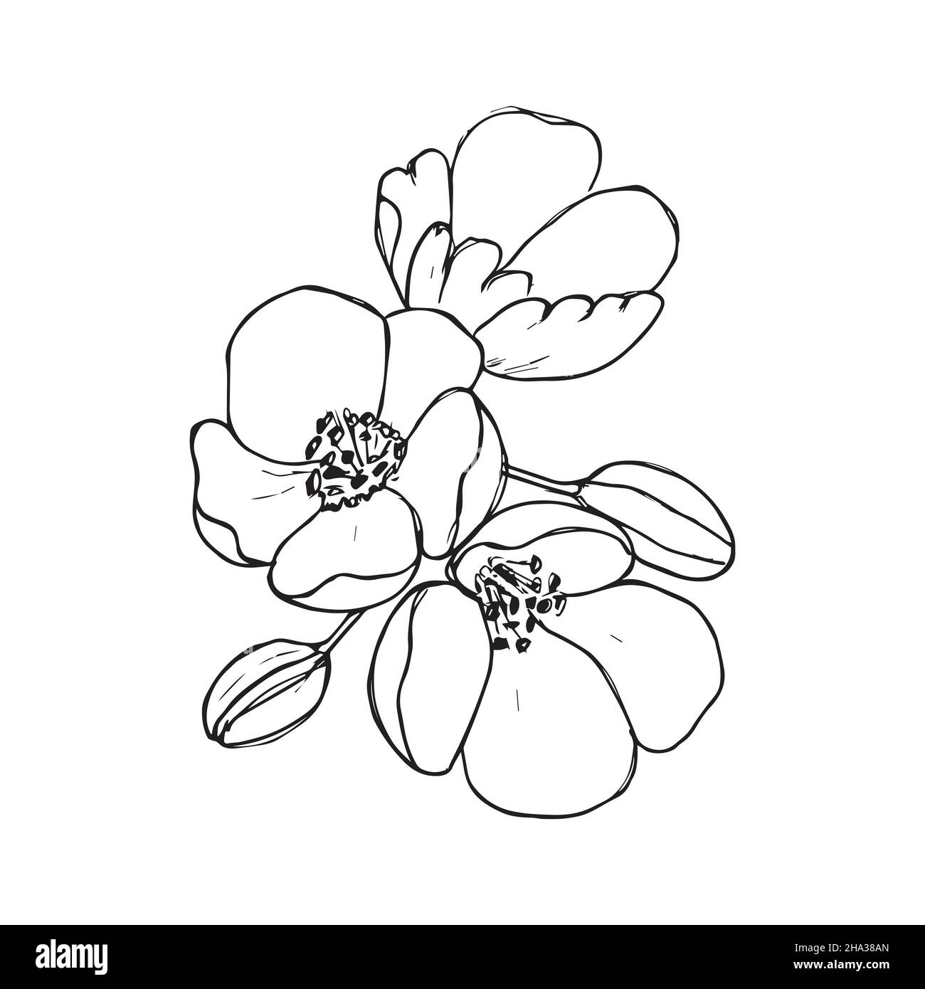 250 Apple Blossom Tattoos Stock Photos Pictures  RoyaltyFree Images   iStock