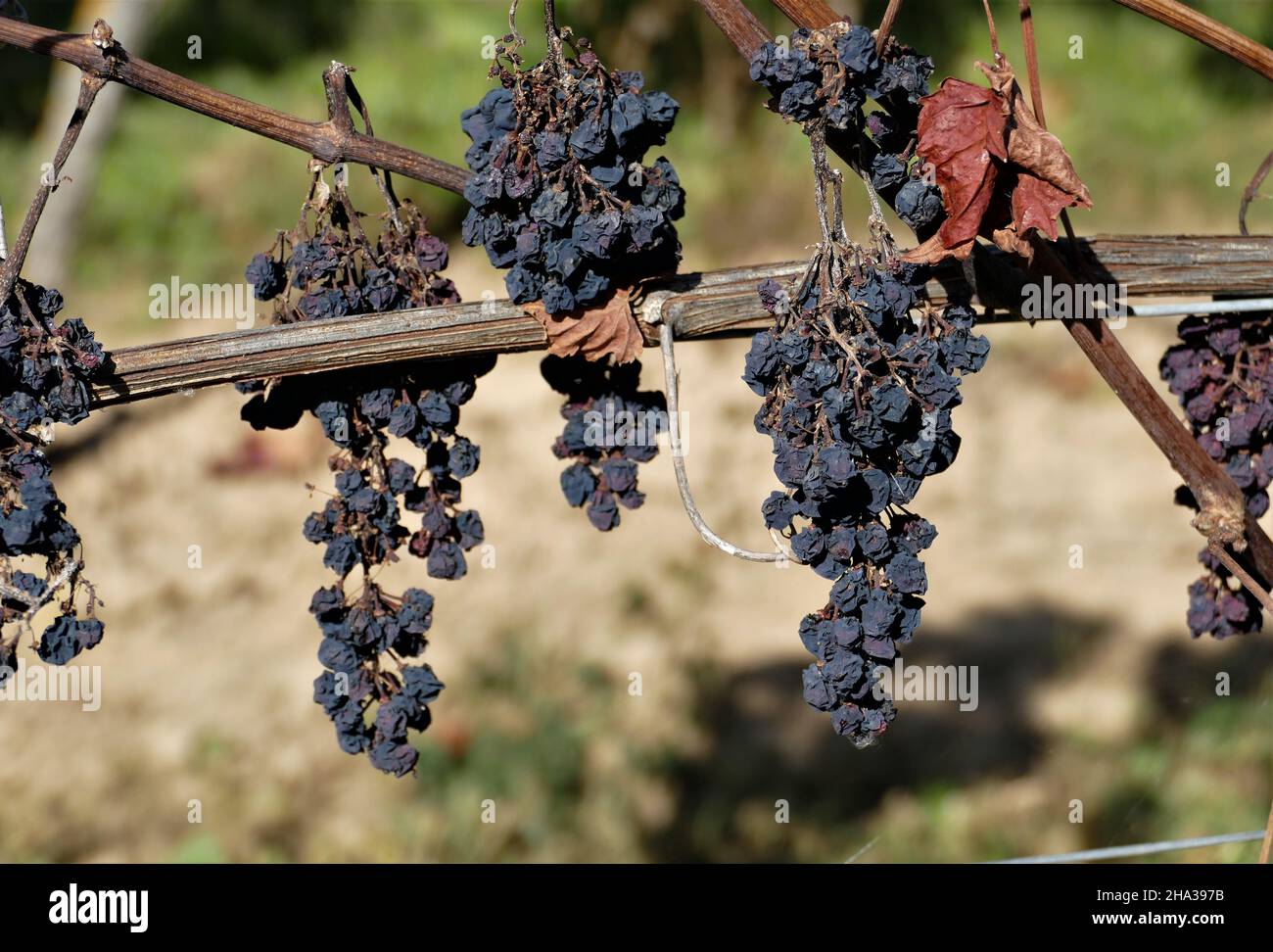 Dried Up Blue Grapes On The Vine Stock Photo
