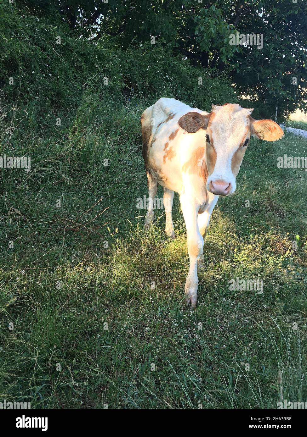 Cow in field eating grass hi-res stock photography and images - Alamy
