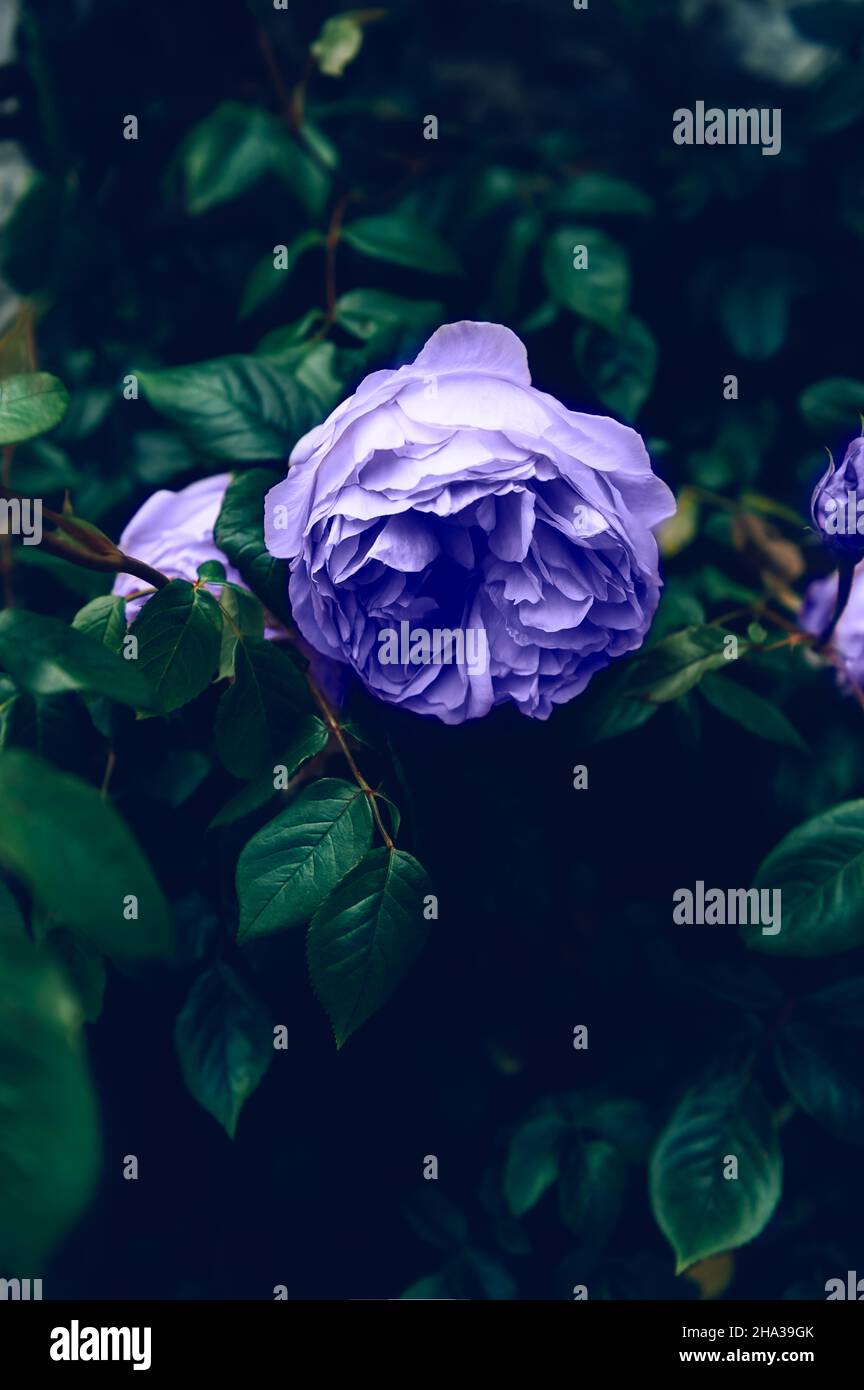 Pretty very peri rose on green background Stock Photo - Alamy