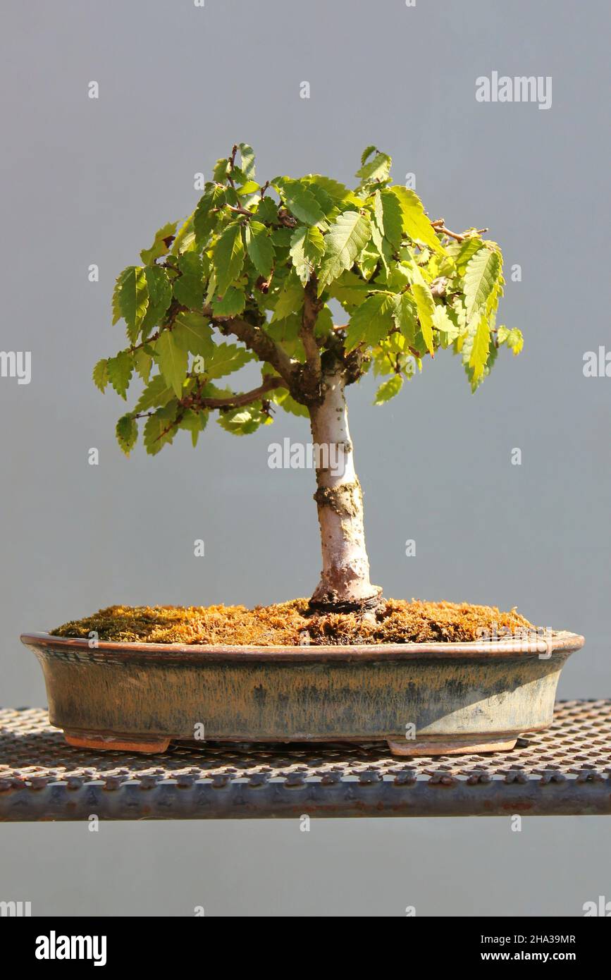 Bonsai tree growing in the bright sun Stock Photo Alamy