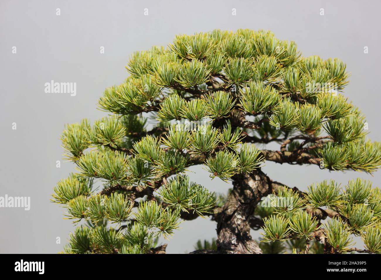 Bonsai tree growing in the bright sun Stock Photo Alamy