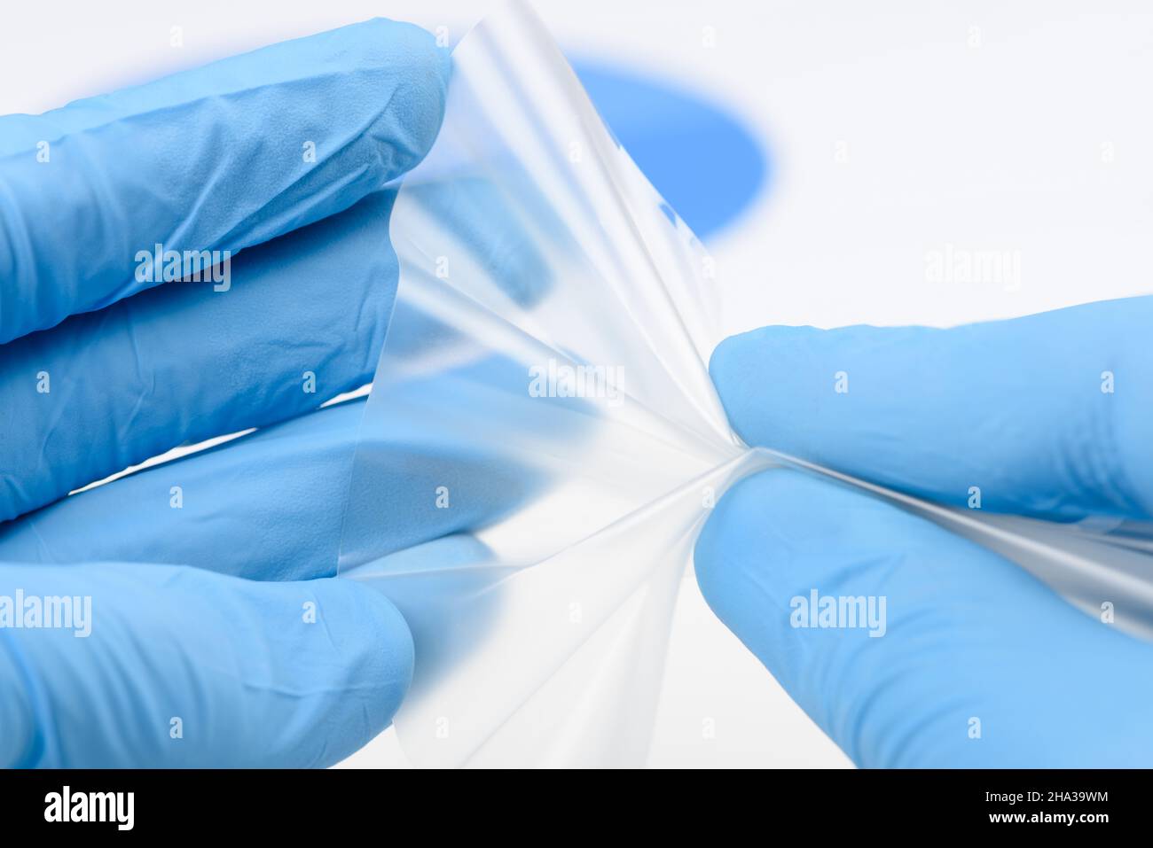Researcher hold and bend flexible transparent plastic like thin film material in laboratory. Concept of discovery for material with new properties. Stock Photo