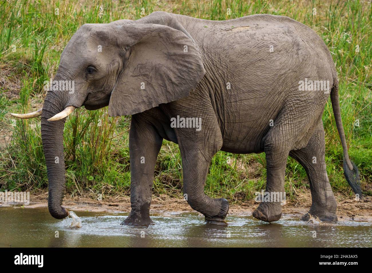 African bush elephant or African savanna elephant (Loxodonta africana) cow with calf drinking. Mpumalanga. South Africa. Stock Photo
