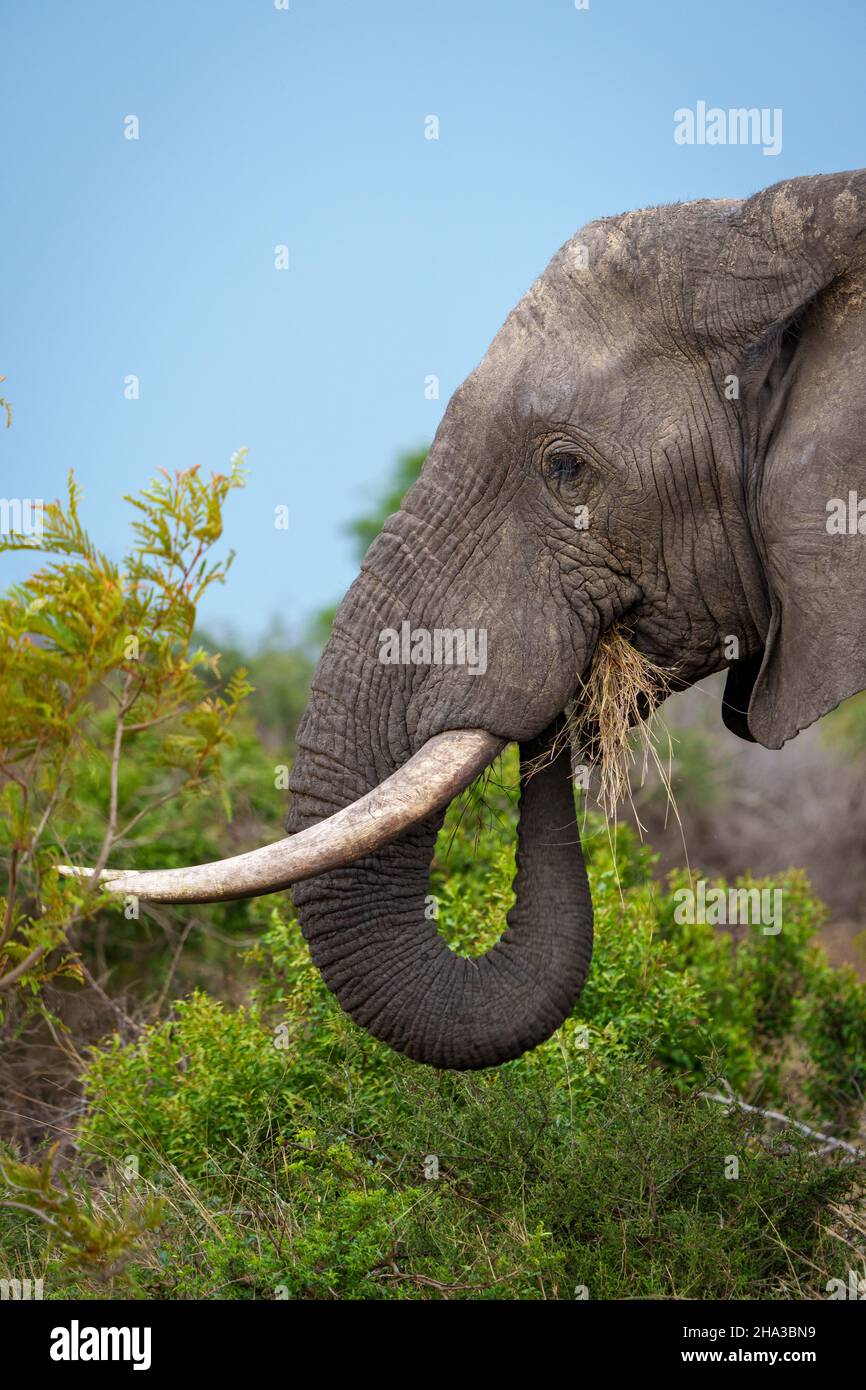 African bush elephant or African savanna elephant (Loxodonta africana) feeding. Mpumalanga. South Africa. Stock Photo