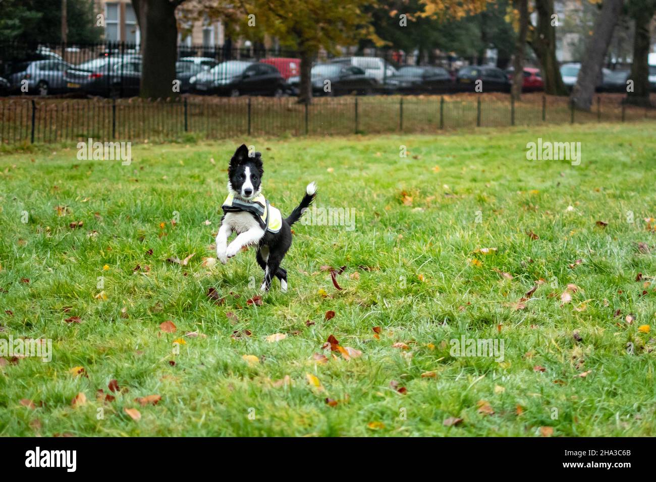 An attentive young black and white border collie puppy jumping whilst playing outdoors in the park. Stock Photo