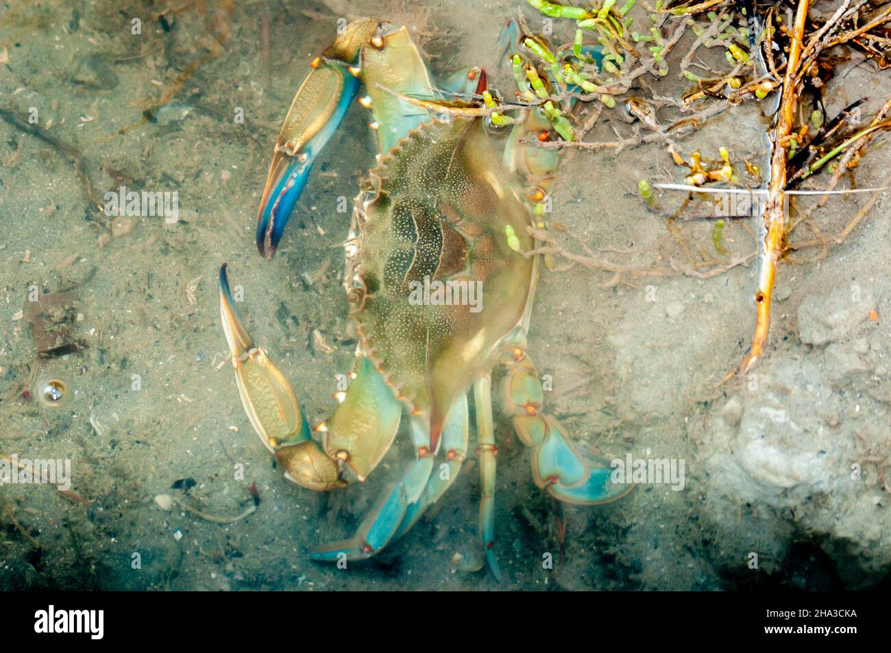 Atlantic blue crab underwater in a river in Spain Stock Photo