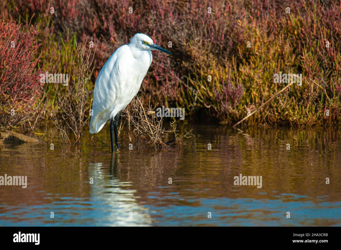 Little egret (Egretta garzetta) standing in a marsh, pond in the water Stock Photo
