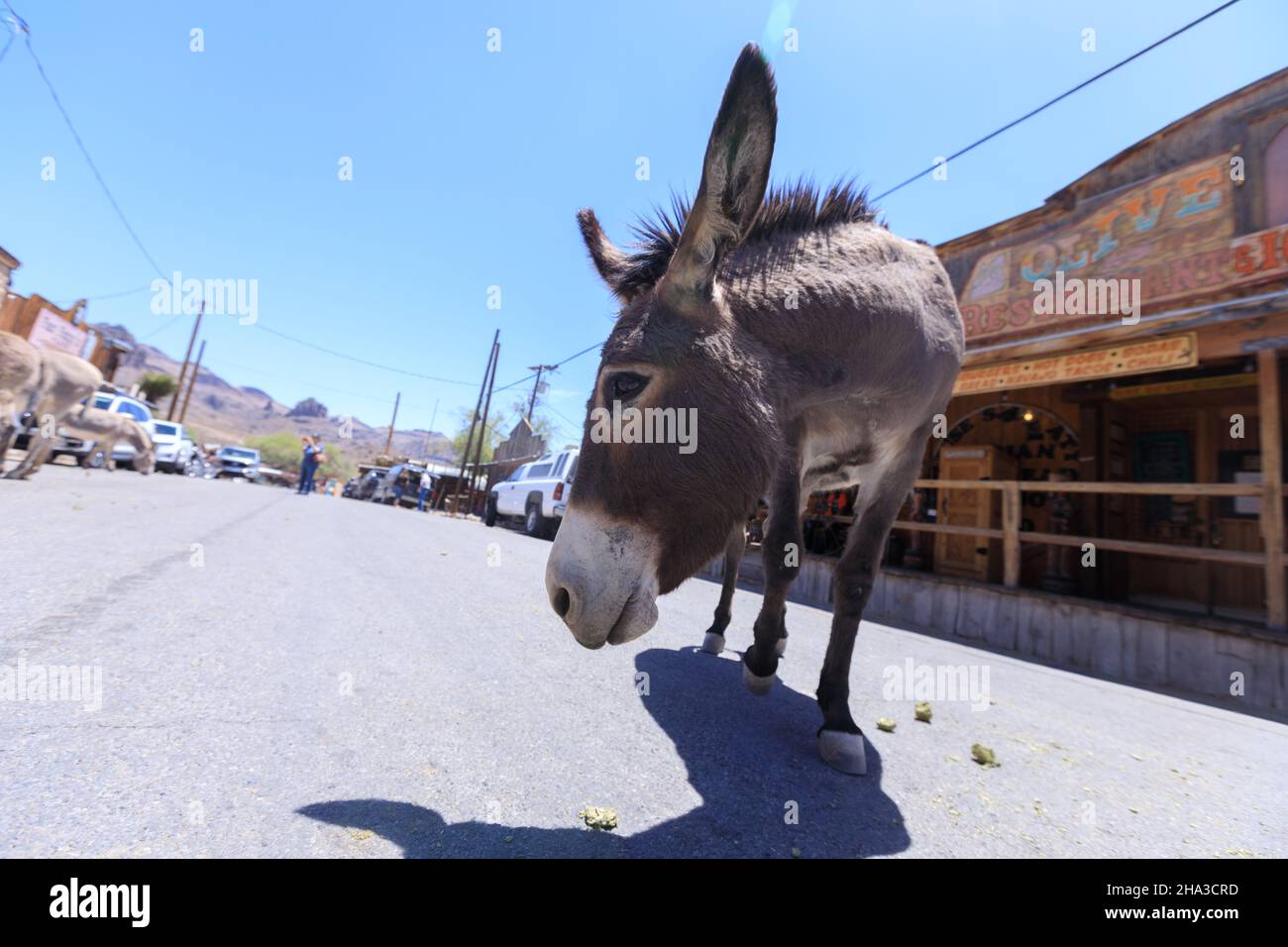 Oatman, Arizona Donkey Stock Photo Alamy