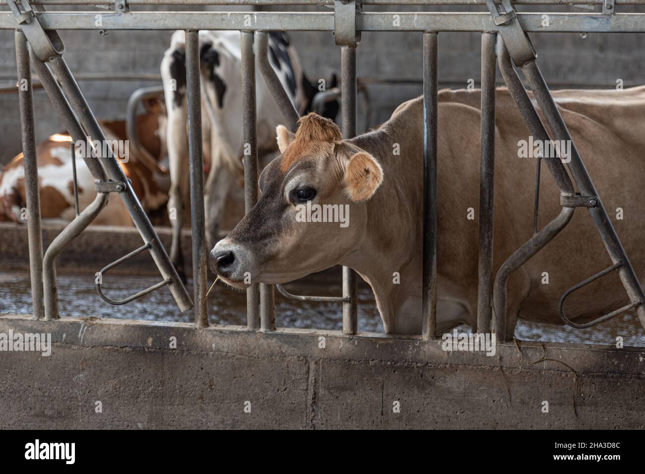 Cows in barn livestock concept hi-res stock photography and images - Alamy