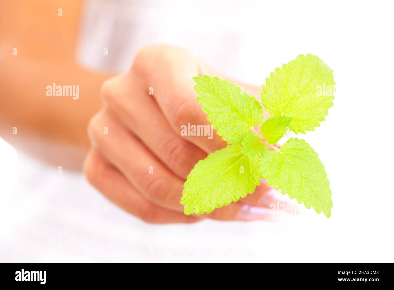 hand, care, palm, form, women handbag, beautiful, balm, fingers, young, tender, woman, nails, white, soft, alone, detail, wellness, upper body, gently Stock Photo
