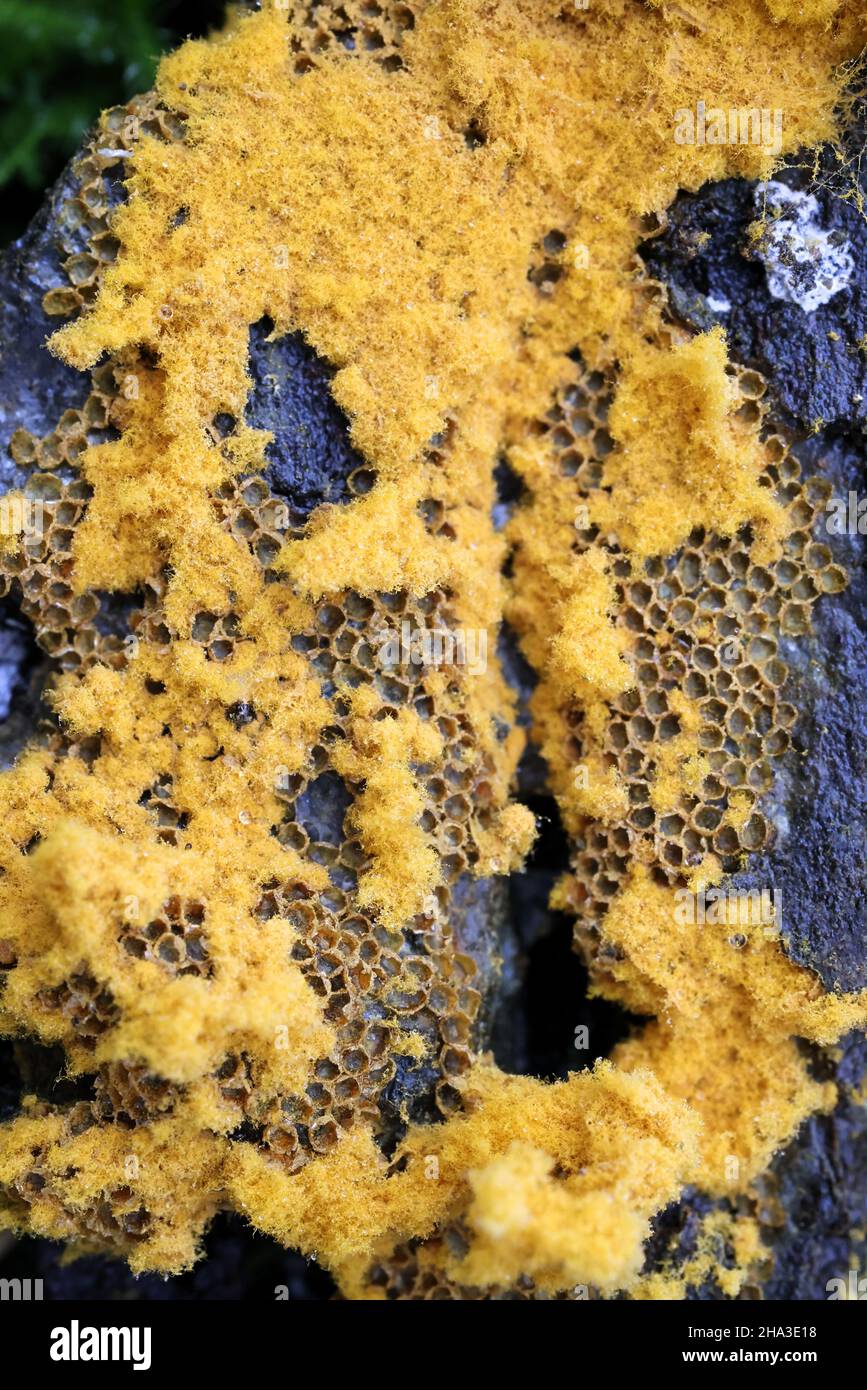 Trichia scabra, a slime mold of the order Trichiales, no common English name Stock Photo
