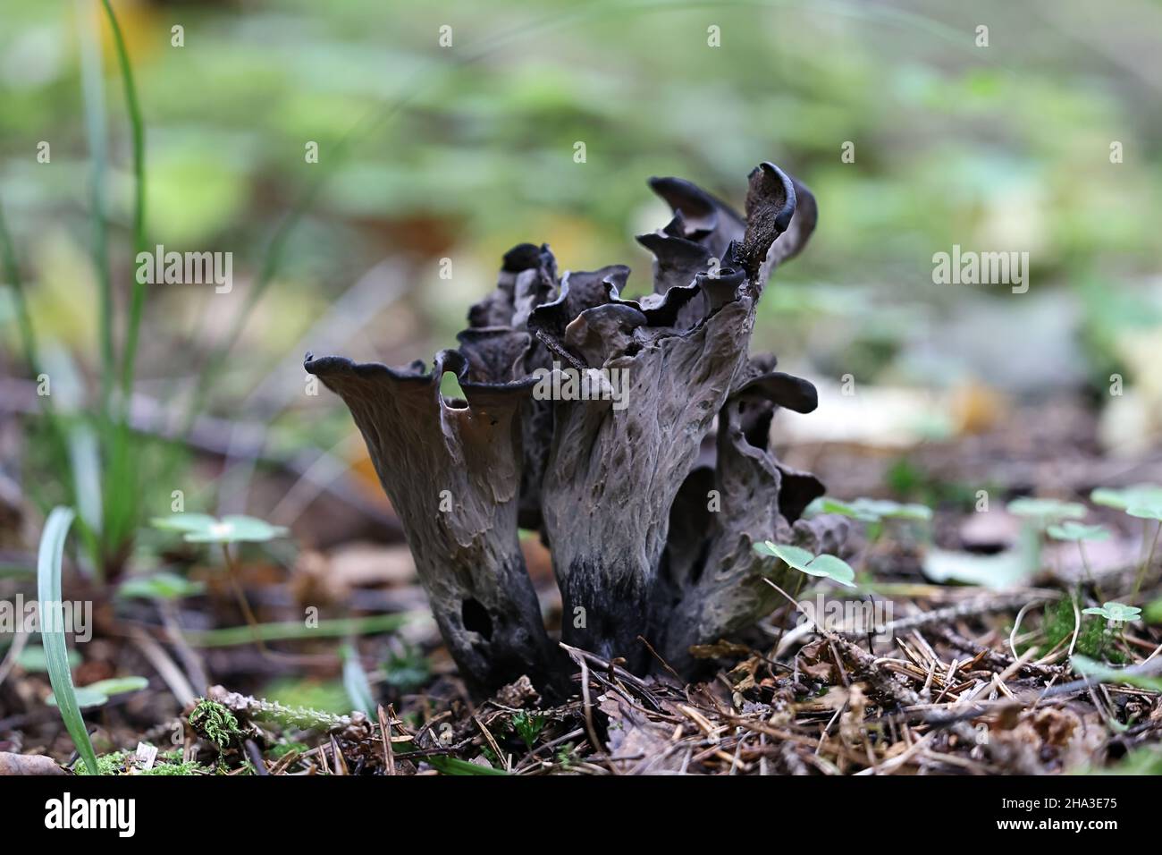 Craterellus cornucopioides, commonly known as the Horn of plenty, black chanterelle  or trumpet of the dead, wild mushroom from Finland Stock Photo