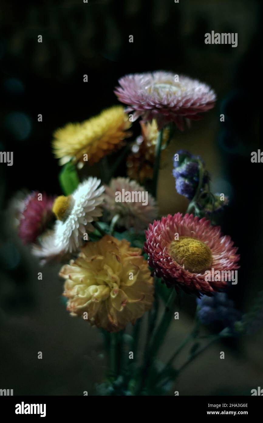 low key display of dried flowers Stock Photo