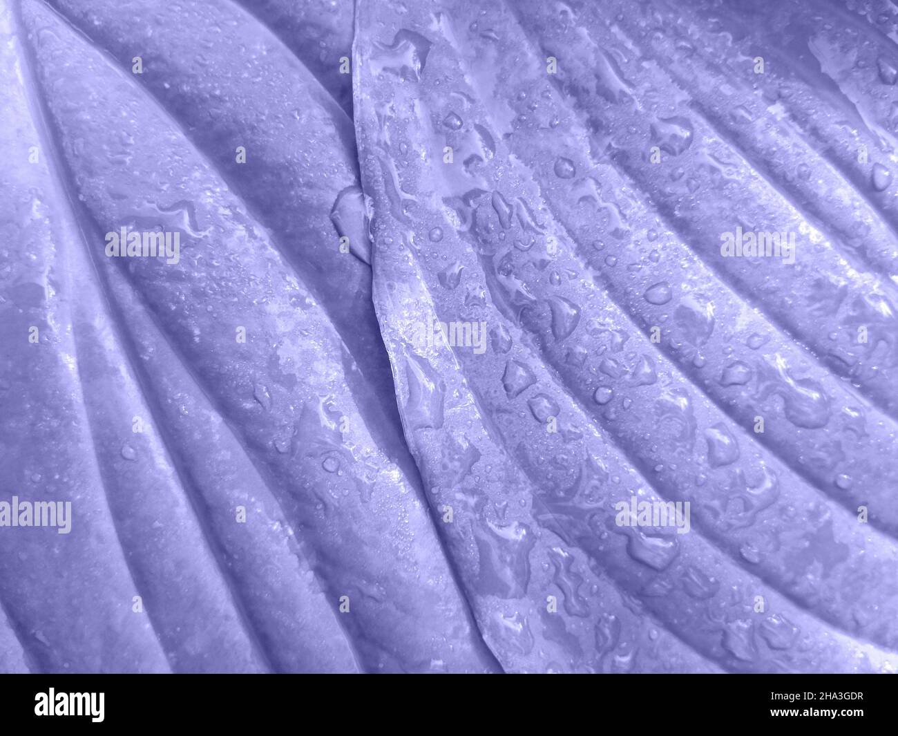 Very Peri beautiful abstract pattern of hosta leaves in color close to lavender. Elegant lines on trend colored hosta leaves after rain. Close-up. Sel Stock Photo