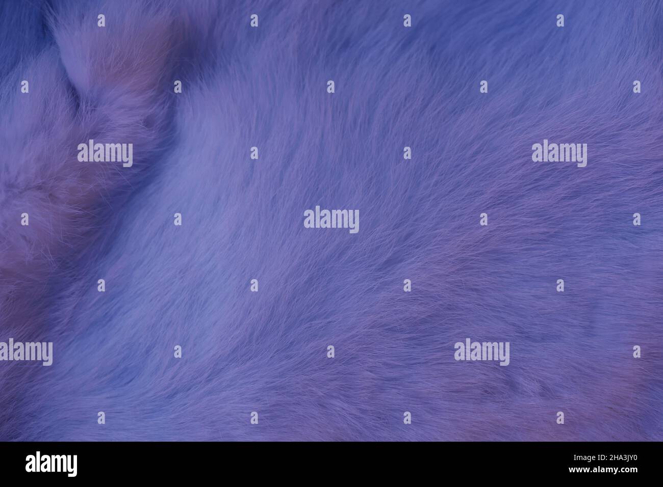 Hairy background in trendy color. Violet fur texture background in very peri purple color of the year 2022 Stock Photo
