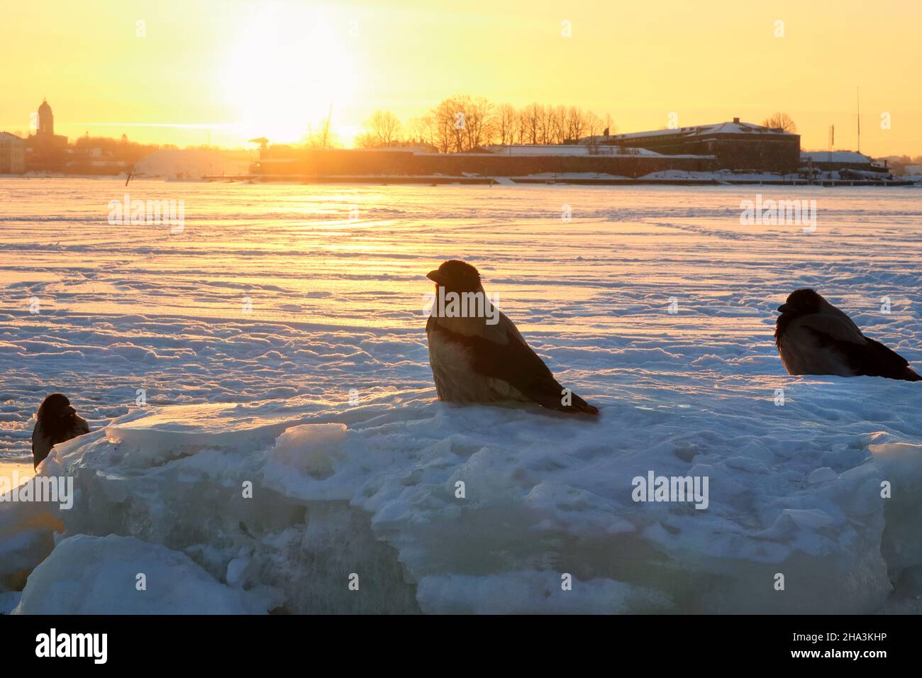 Hooded crows, corvus cornix, perched on ice chunks on a cold February morning with ice and snow covered sea on the background. Stock Photo