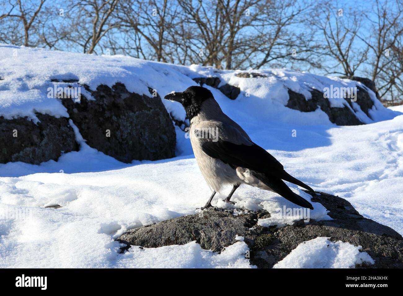 Hooded crow, Corvus cornix, foraging on snowy ground on sunny day of winter, snow on the beak. Stock Photo