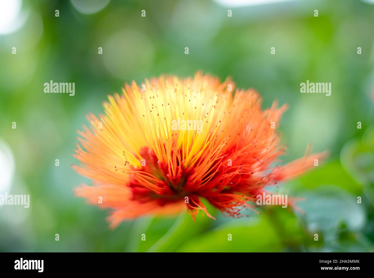 Closeup of a tropical bloom on the Monkey Brush Vine, Combretum, with a green bokeh backgorund. Stock Photo