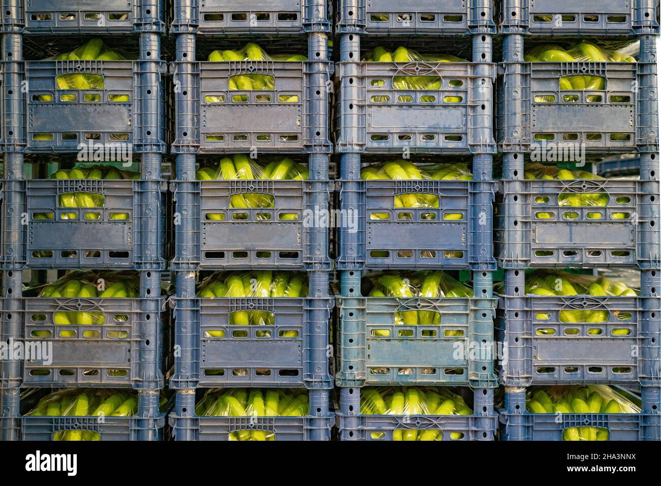 Banana production and crop transportation. Fresh bananas are packed in