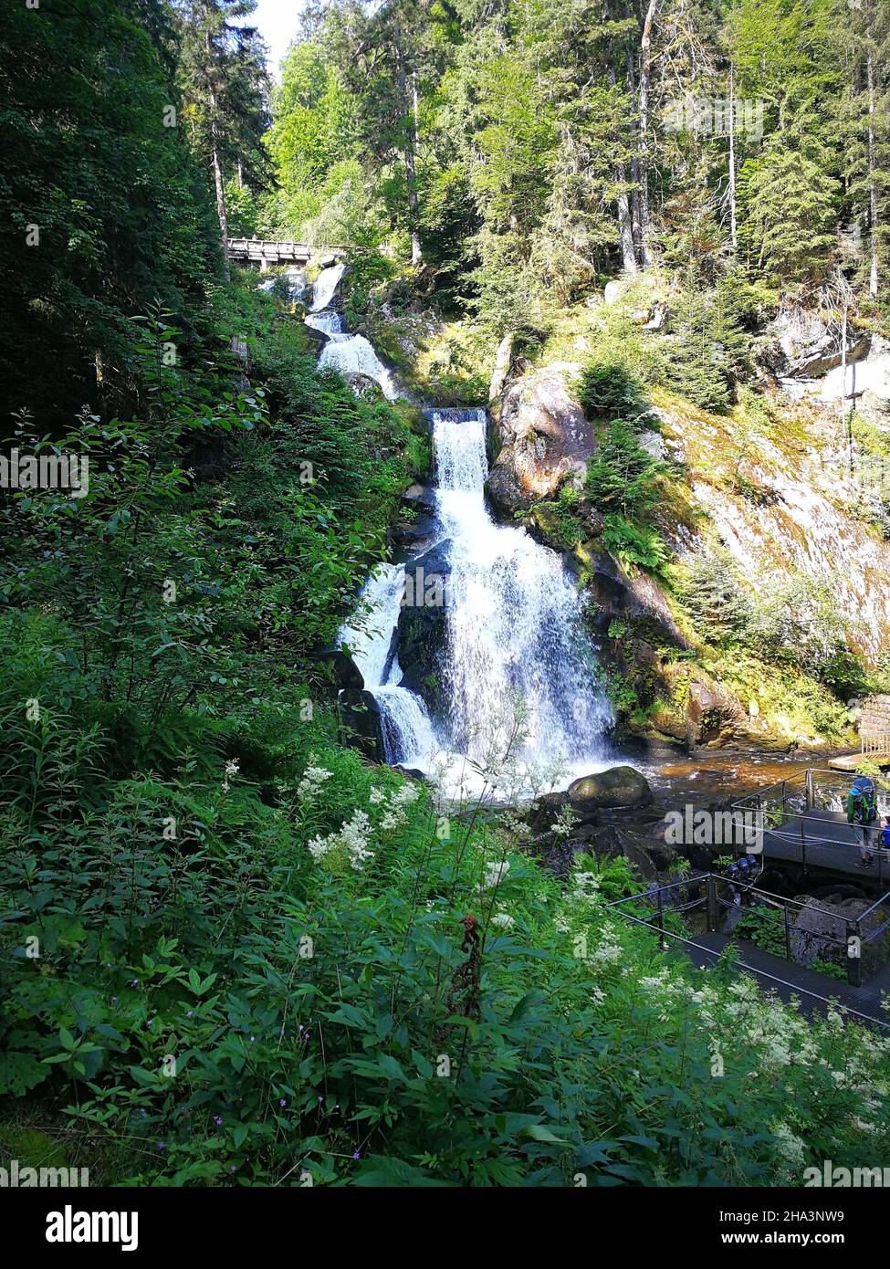 Vertical shot of a waterfall in the dense, beautiful forest Stock Photo ...