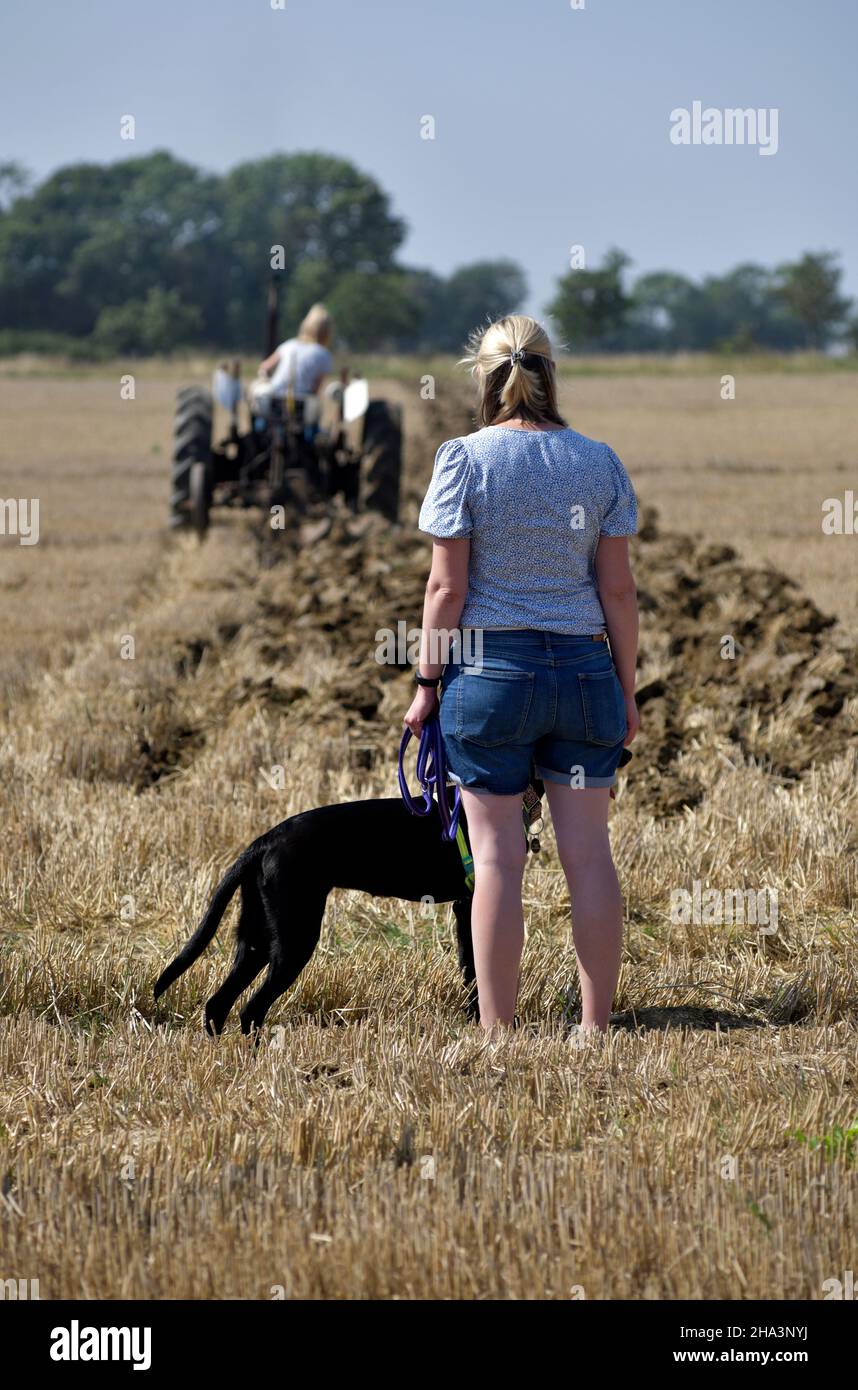 young woman with black dog watches man ploughing stubble field with vintage tractor at brampton suffolk england Stock Photo