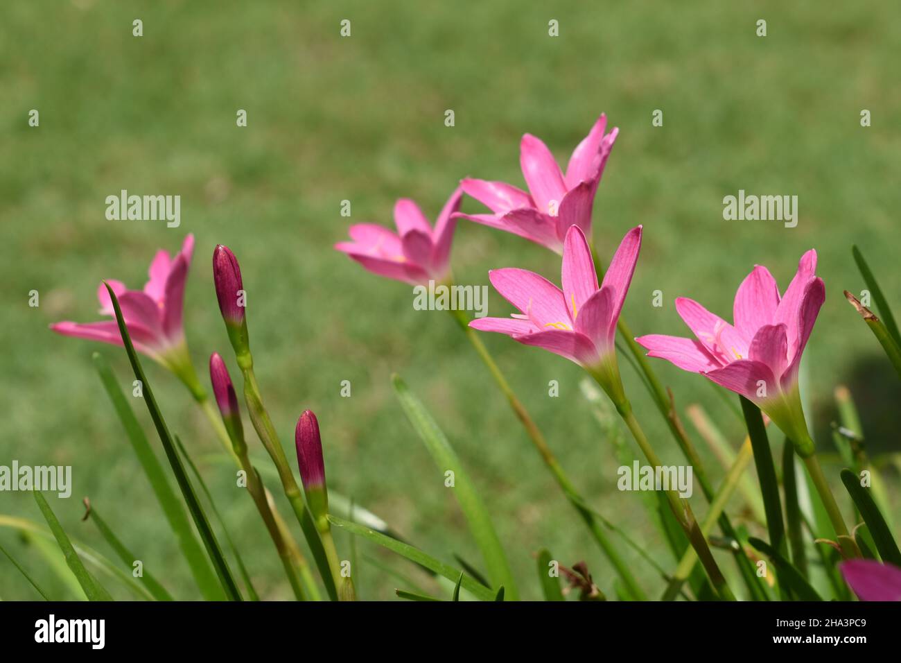 Pink rain lilies isolated on a green background. Stock Photo