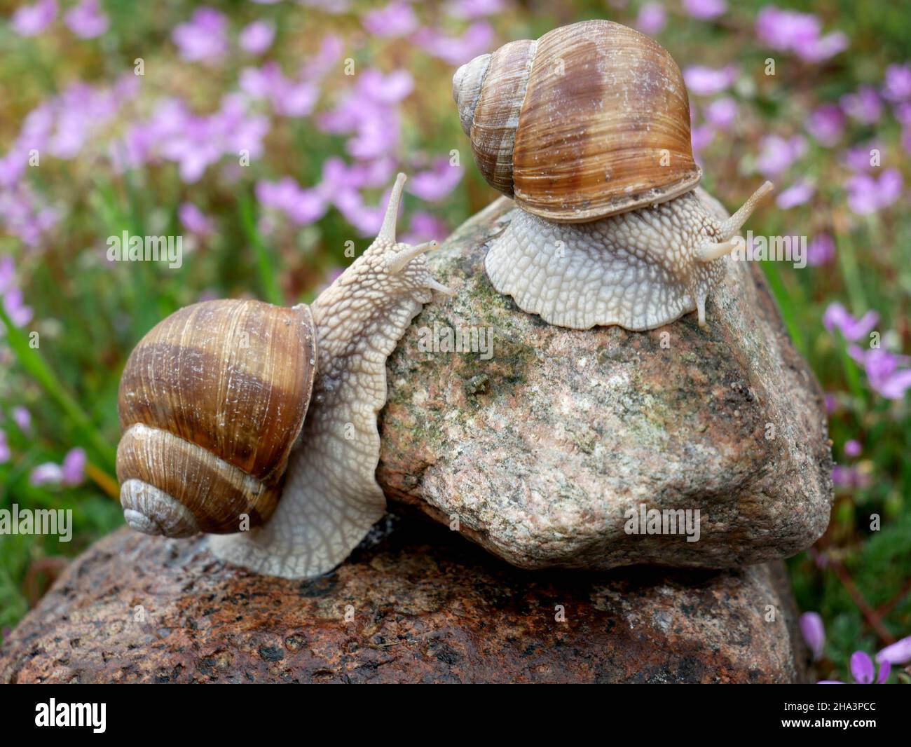 Helix pomatia also Roman snail, Burgundy snail, edible snail or escargot.Snail mucus (listed as SFF in ingredient labels) used for cosmetics that rege. Stock Photo