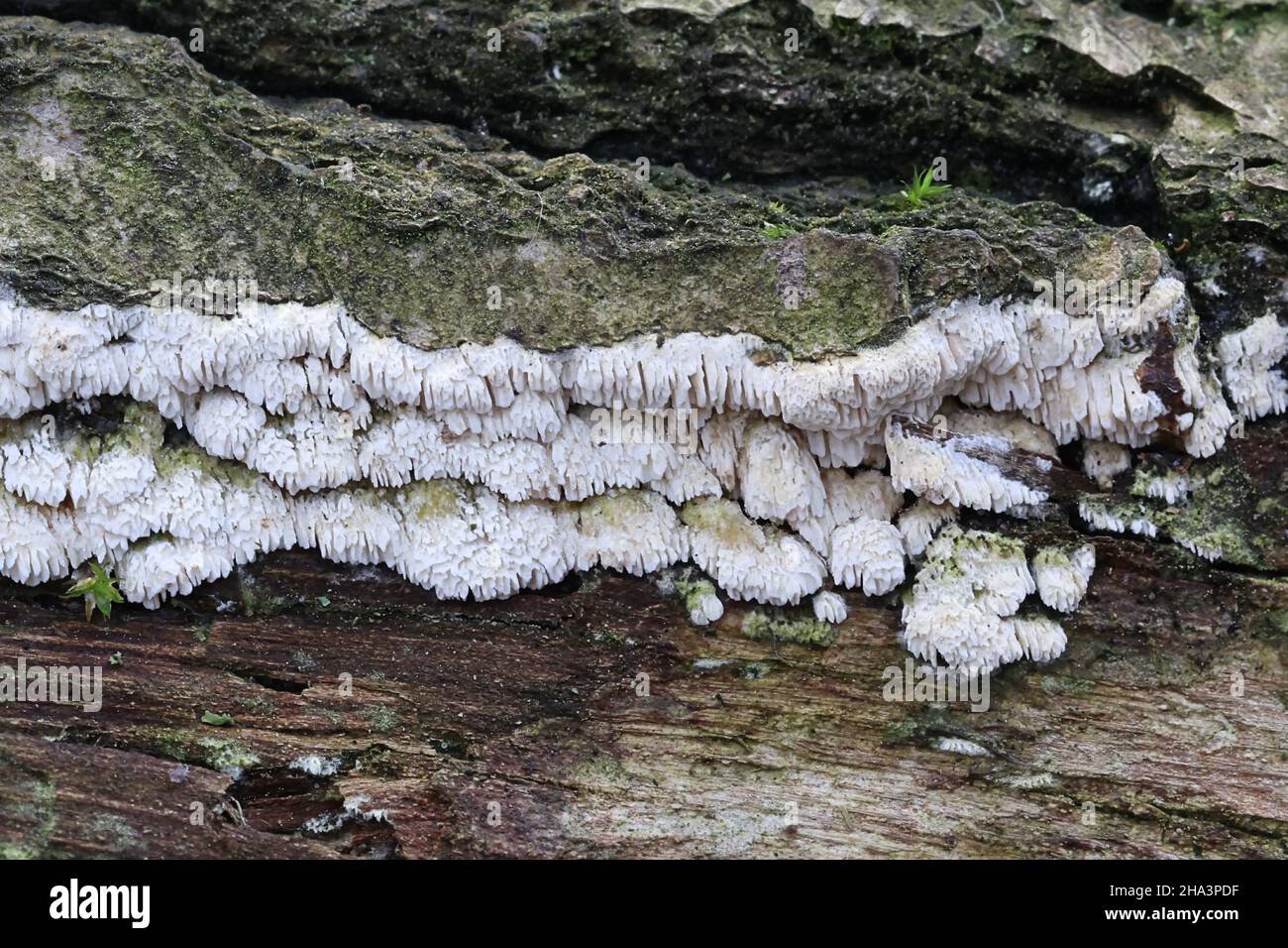 Hyphodontia radula, a polypore fungus from Finland, no common English name Stock Photo