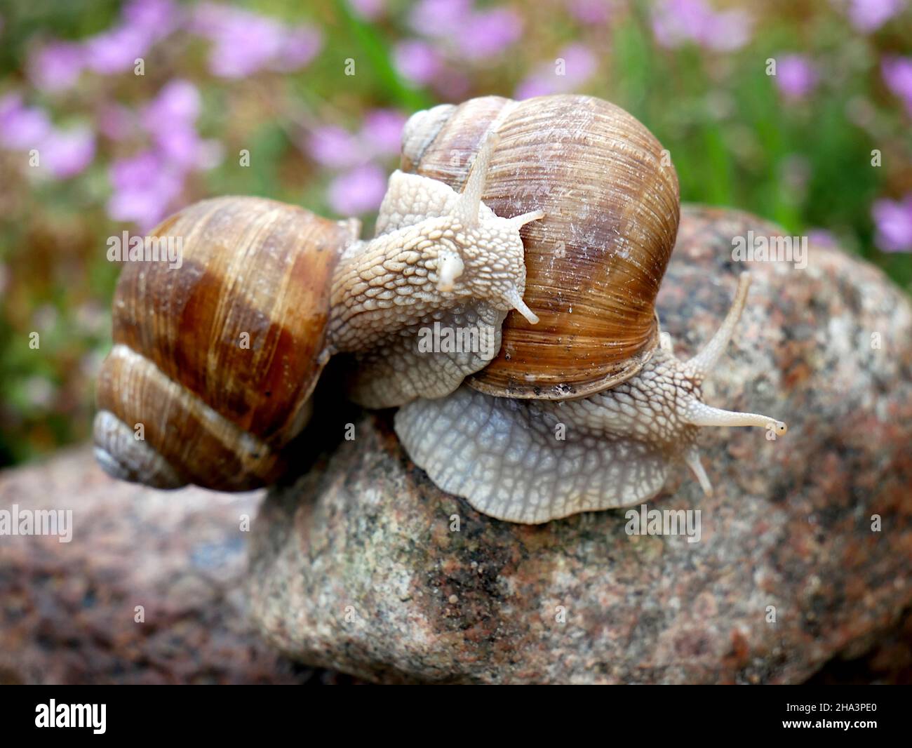 Helix pomatia also Roman snail, Burgundy snail, edible snail or escargot.Snail mucus (listed as SFF in ingredient labels) used for cosmetics that rege. Stock Photo