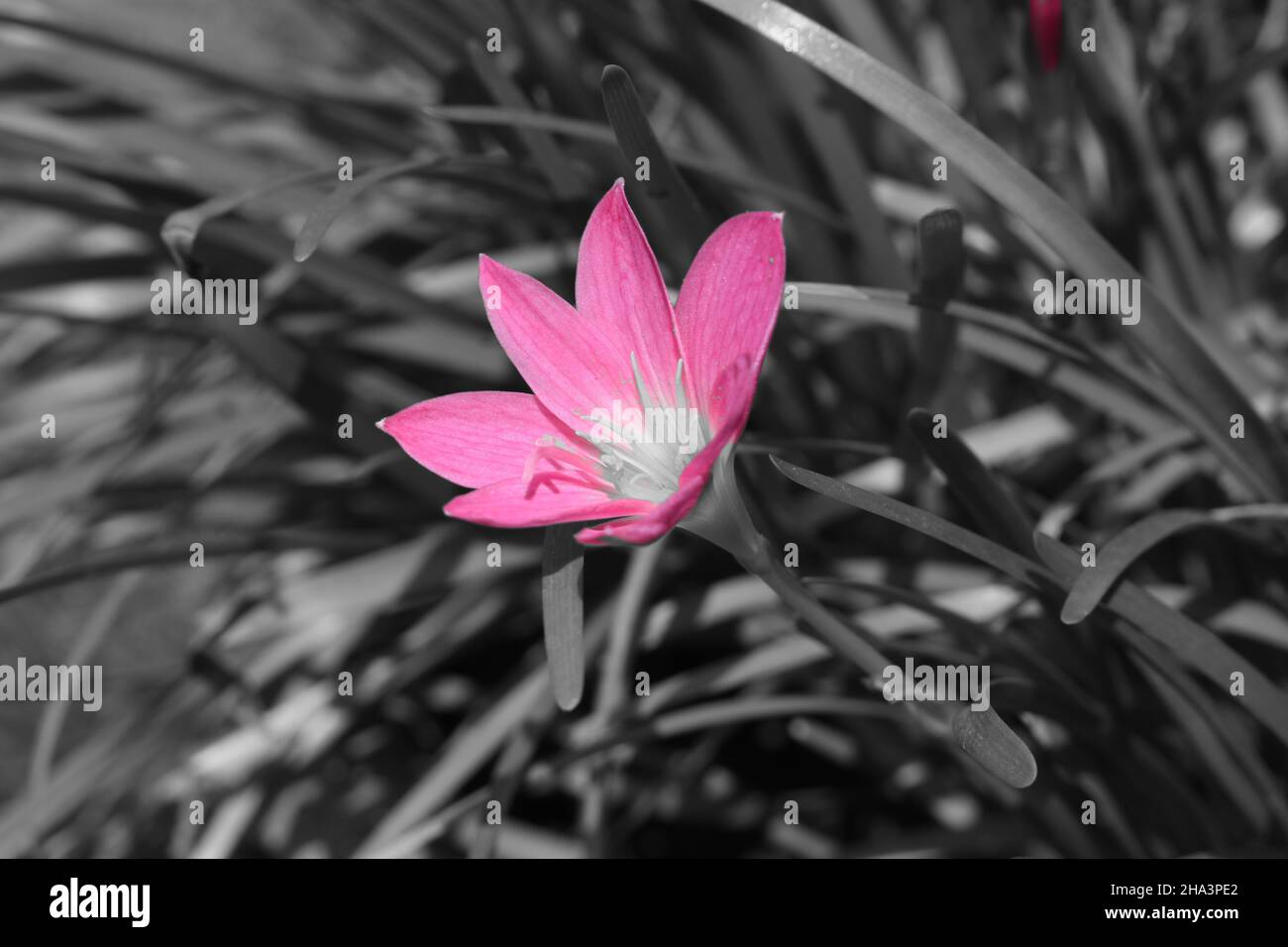 A pink rain lily isolated on a grey background. Stock Photo