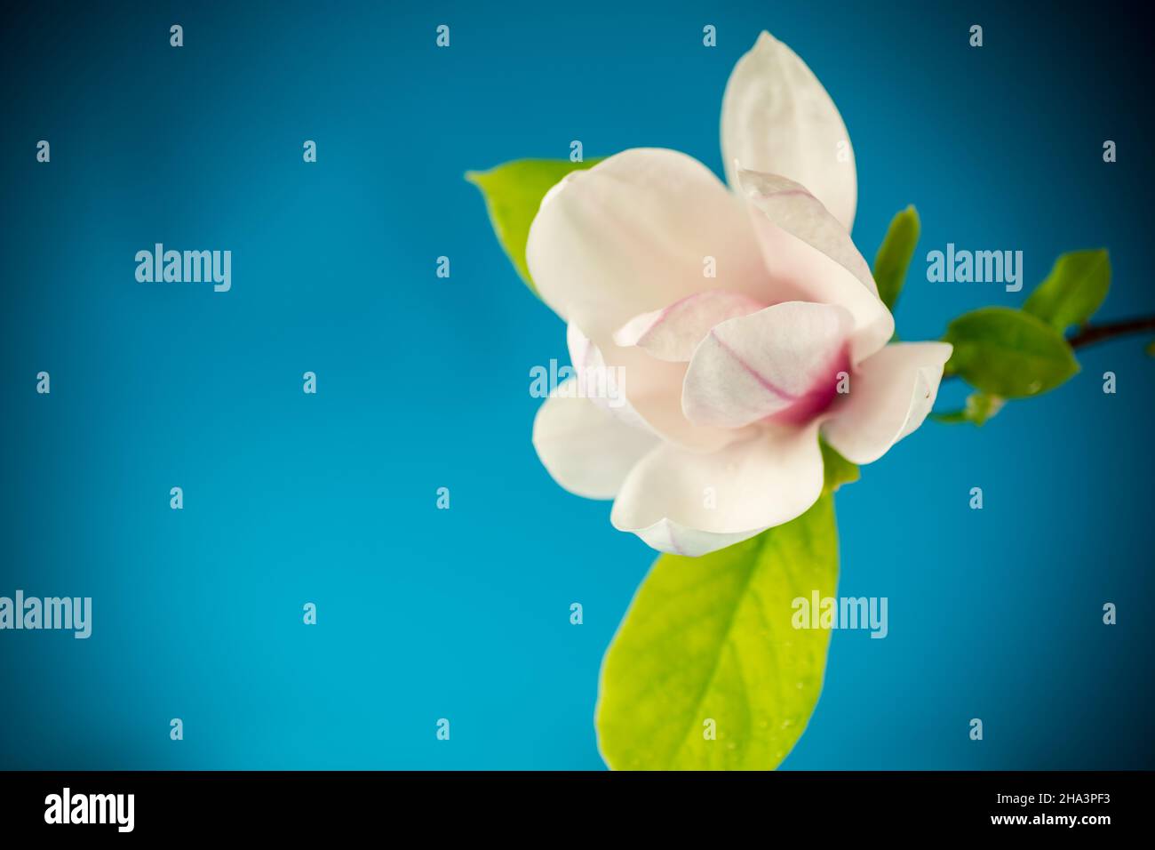 one pink flower on a branch of blooming magnolia close up Stock Photo ...