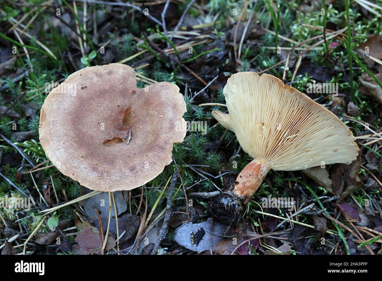 Lactarius helvus, commonly known as fenugreek milkcap, poisonous mushroom from Finland Stock Photo