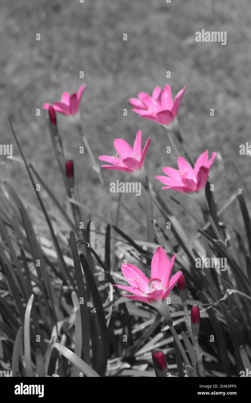 Pink rain lilies on grey background. Stock Photo