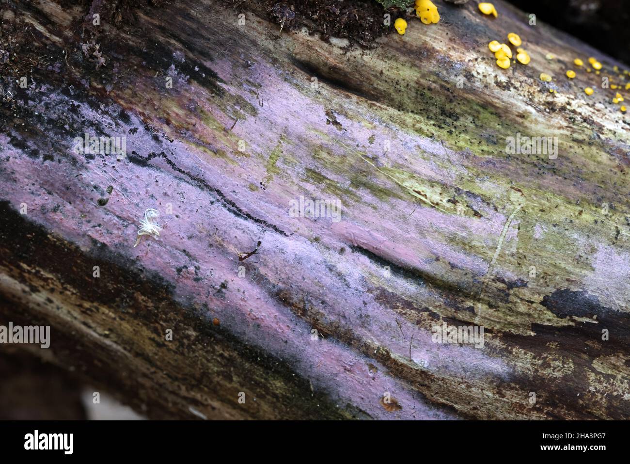 Tulasnella violacea, a lilac crust fungus from Finland, no common English name Stock Photo