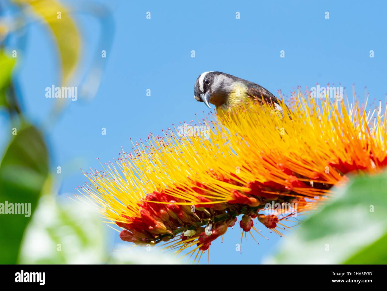 Small yellow and black Bananquit, Coereba flaveola, feeding on a tropical Combretum flower in bright sunlight. Stock Photo