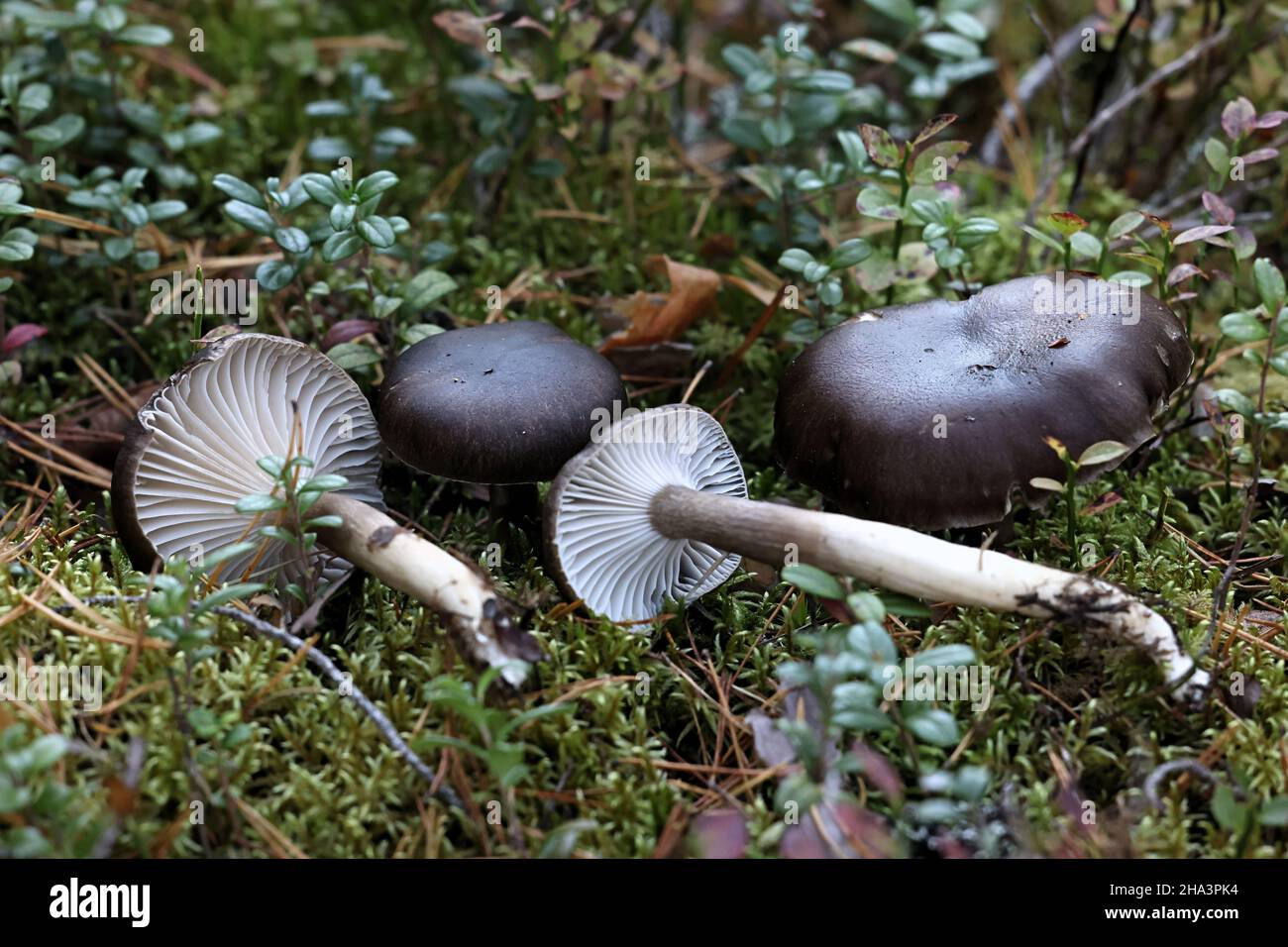 Hygrophorus camarophyllus, known as Arched Woodwax, wild mushroom from Finland Stock Photo