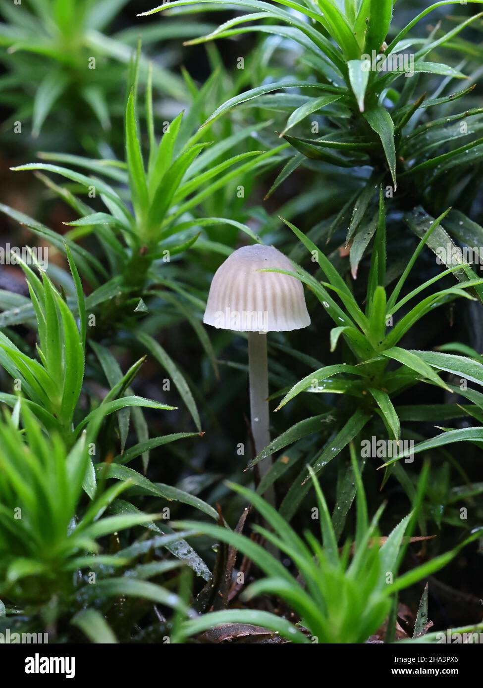 Phloeomana hiemalis, also called Mycena hiemalis, commonly known as Winter bonnet, wild mushroom from Finland Stock Photo