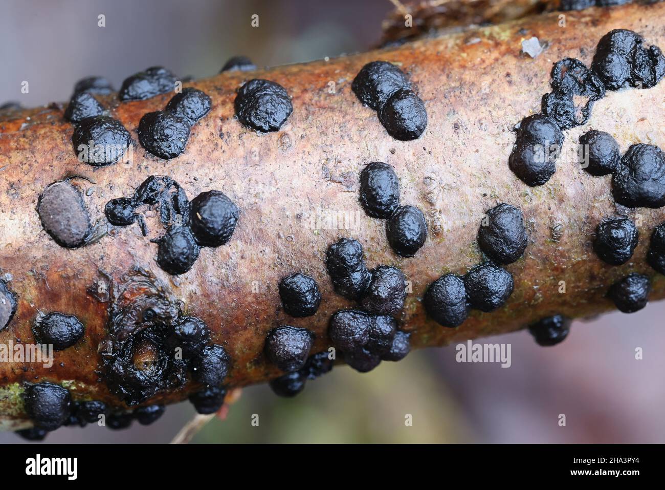 Diatrype bullata, also called Hypoxylon bullatum, commonly known as Willow Barkspot, wild fungus from Finland Stock Photo