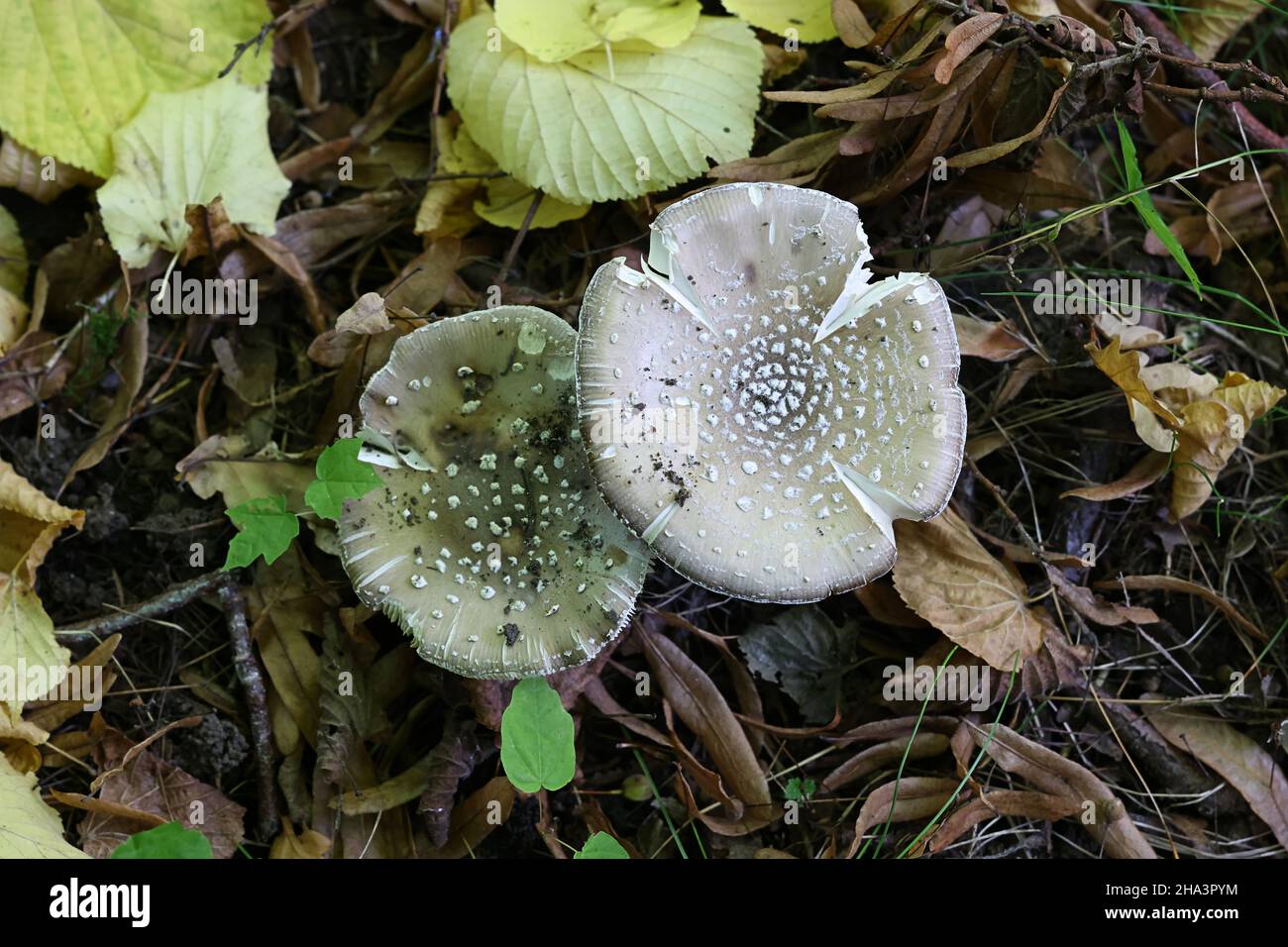 Amanita pantherina, known as the panther cap and false blusher, a poisonous mushroom from Finland Stock Photo