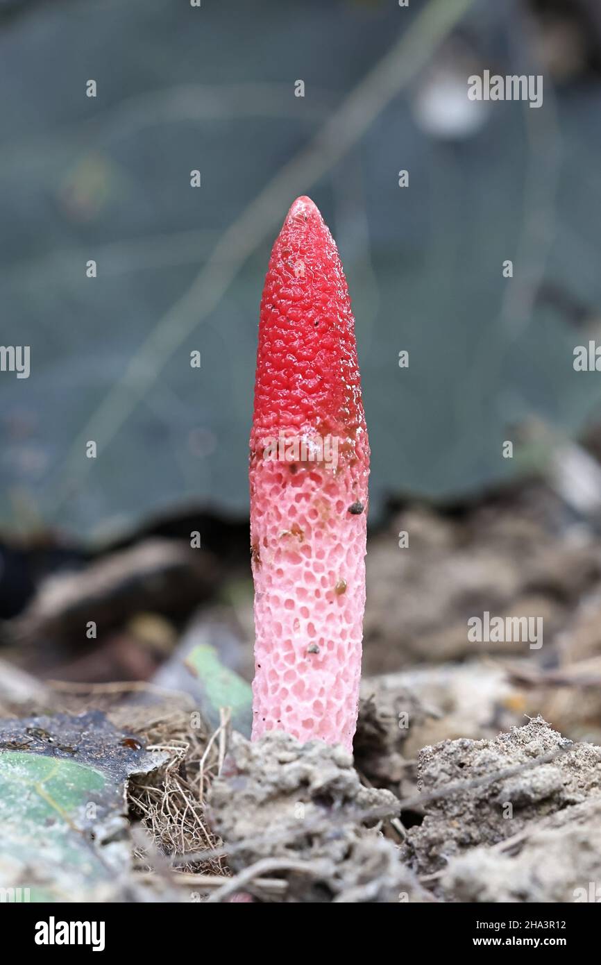 Mutinus ravenelii, known as the red stinkhorn fungus, wild mushrooms from Finland Stock Photo