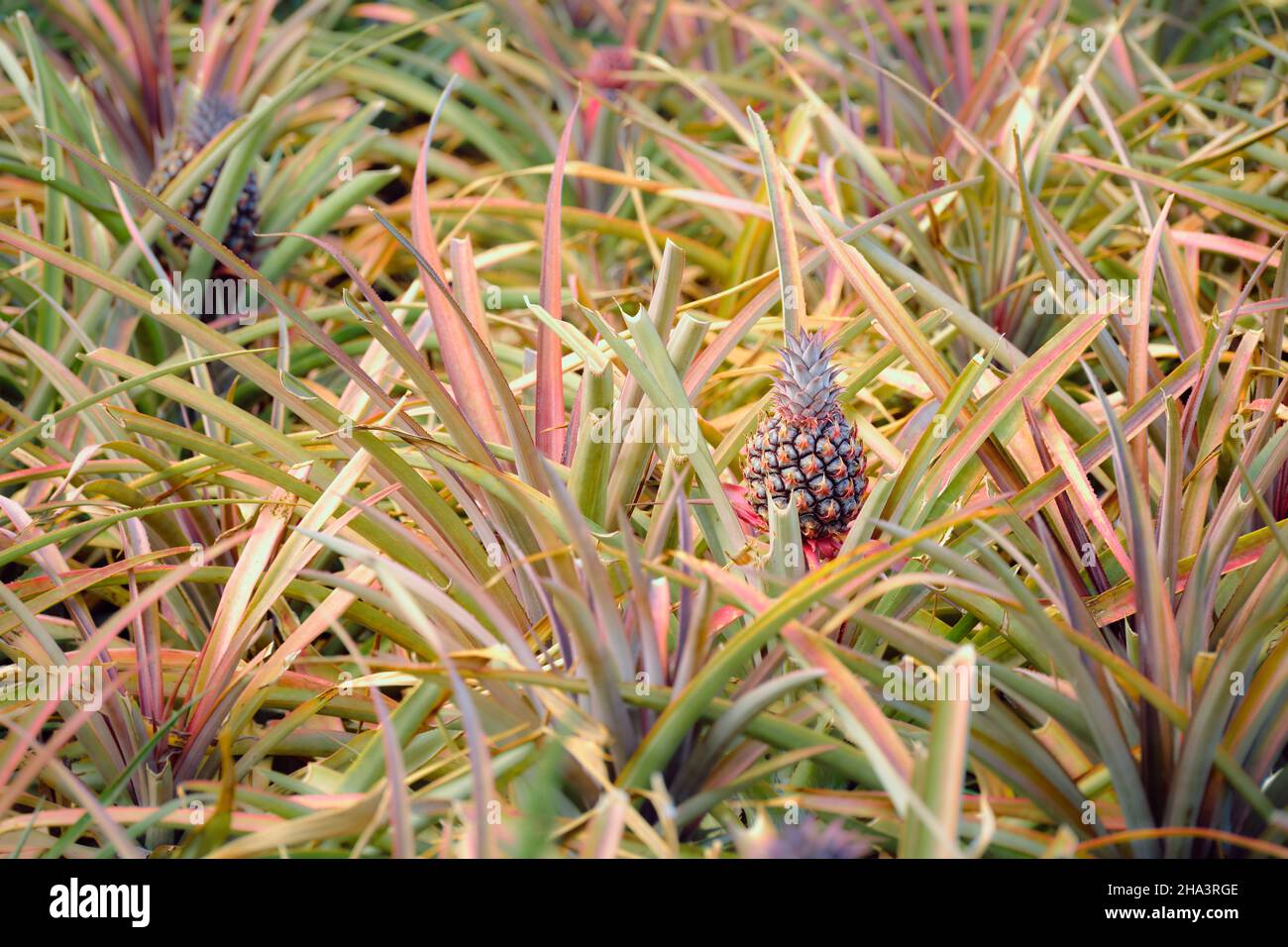 Pineapple ripening on plantation hi-res stock photography and images ...