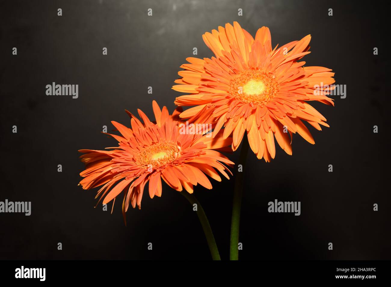 Two orange Gerberas isolated on black background. Stock Photo