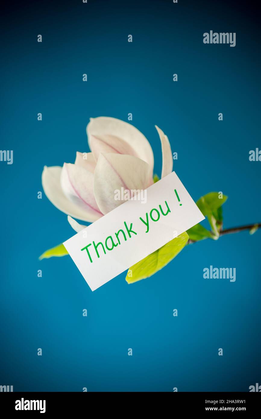 one pink flower on a branch of blooming magnolia close up Stock Photo ...