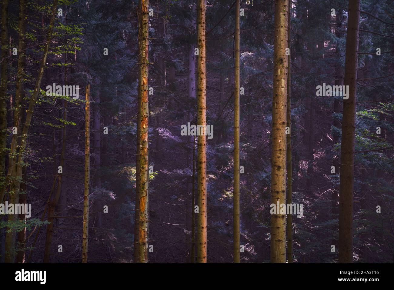 Acquerino nature reserve forest. Tree trunks vertical pattern abstract, autumn season, Apennines, Tuscany region, Pistoia province, Italy, Europe Stock Photo